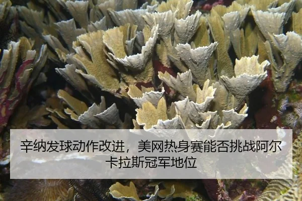xin-na-fa-qiu-dong-zuo-gai-jin-mei-wang-re-shen-sai-neng-fou-tiao-zhan-a-er-ka-la-si-guan-jun-di-wei-1-998.jpg